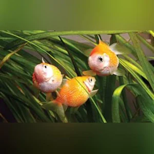 Pearlscale Goldfish