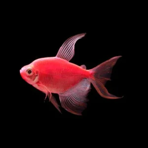 Glo Tetra Long-Fin Red