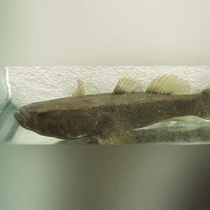 17-15.webp Water Cow Goby
