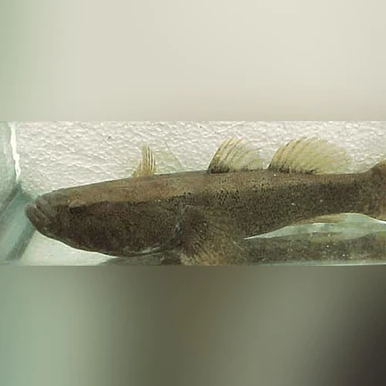 17-15.webp Water Cow Goby