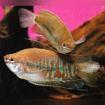 17-16.webp Red Thick Lip Gourami
