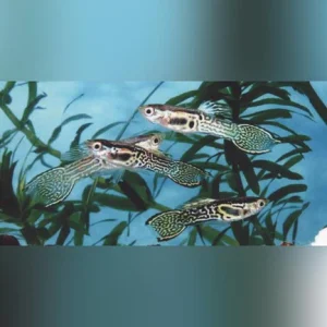 17-17.webp Green Cobra Endler - Male