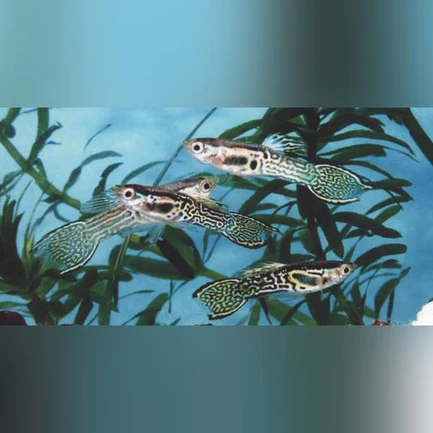 17-17.webp Green Cobra Endler - Male