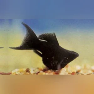 17-2-1.webp Black Balloon Molly