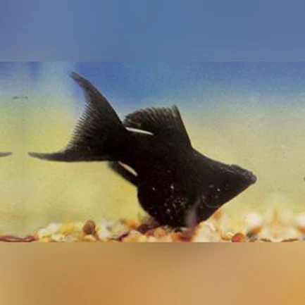 17-2-1.webp Black Balloon Molly