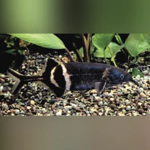 17-2.webp Elephant Nose Fish