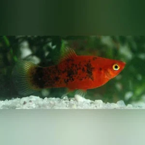 17-3-1.webp Painted Platy