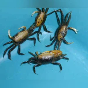 17-4.webp Gold Fiddler Crab