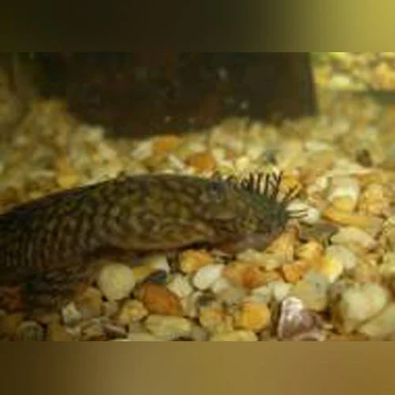 17-5.webp L-144 Bushynose Pleco