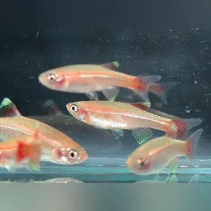 17-6.webp Gold White Cloud