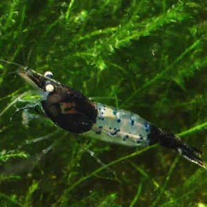17-7.webp Black and Blue Rili Shrimp