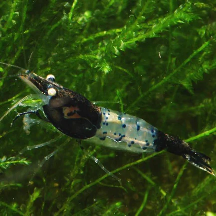 17-7.webp Black and Blue Rili Shrimp
