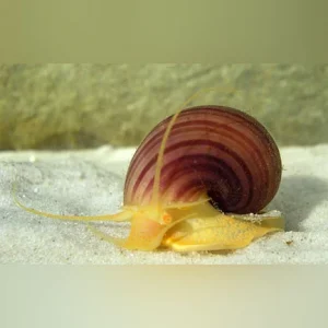 Purple Mystery Snail