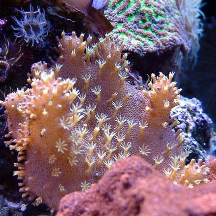17.webp Devil's Hand Coral