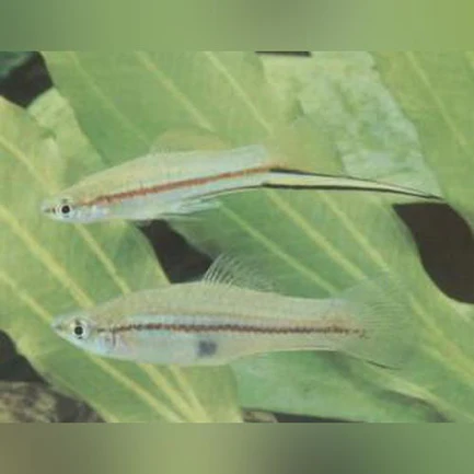 175.webp Green Swordtail