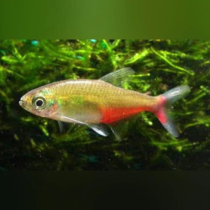 177.webp Green Fire Tetra