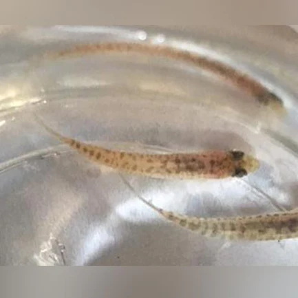 18-1-1.webp Rosy Loach