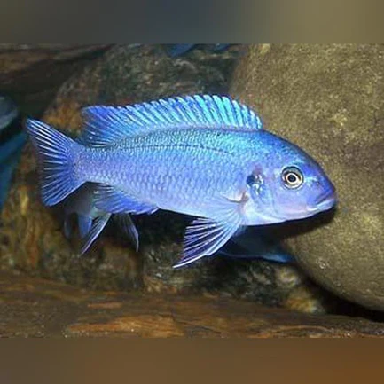 18-1.webp Cobalt Blue Cichlid
