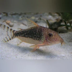 18-10.webp Flagtail Cory