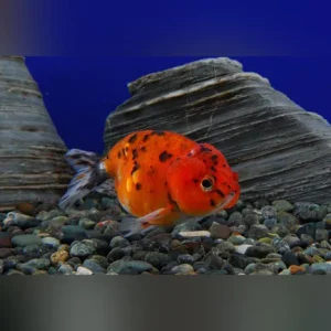 18-12.webp Ranchu Goldfish