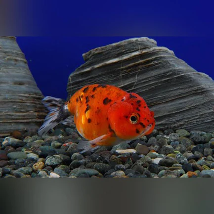 18-12.webp Ranchu Goldfish