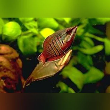 18-14.webp Samurai Gourami