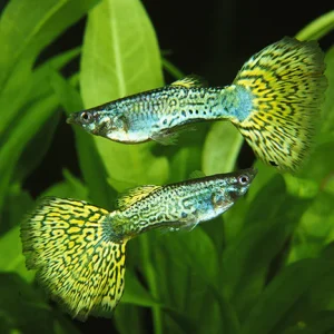 18-15.webp Green Cobra Guppy (Pair)