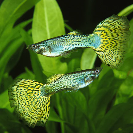 18-15.webp Green Cobra Guppy (Pair)