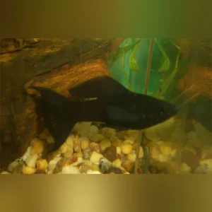 18-2-1.webp Black Lyre Molly