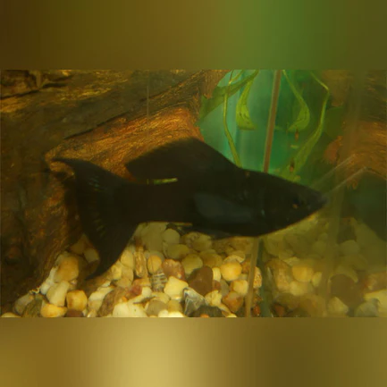 18-2-1.webp Black Lyre Molly