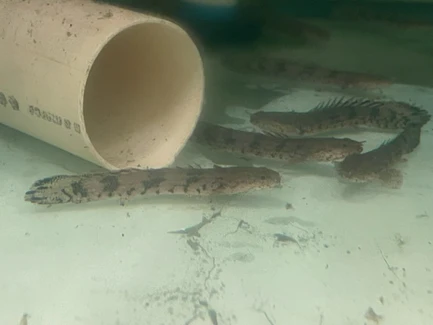 18-2.webp Endlicheri Bichir