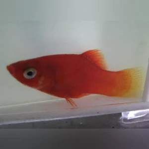 18-3.webp Red Platy
