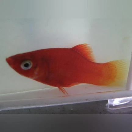 18-3.webp Red Platy
