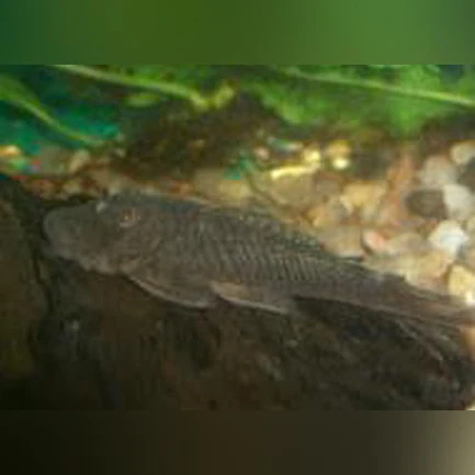 18-4.webp L-146 Rubberlip Pleco