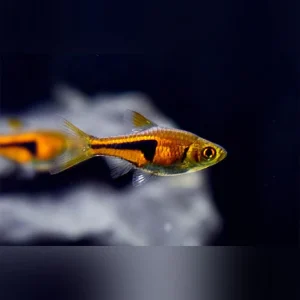 18-5-1.webp Espei Rasbora