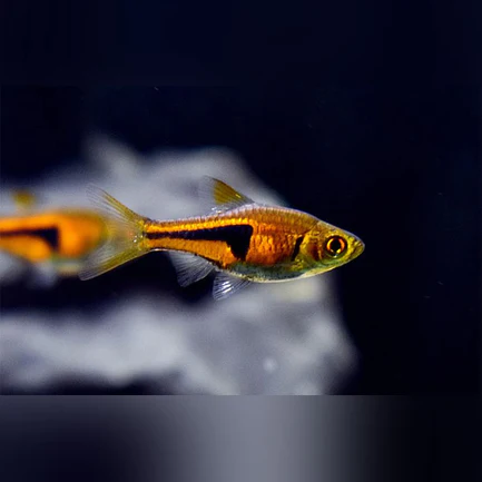 18-5-1.webp Espei Rasbora
