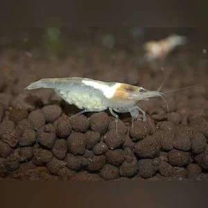 Snowball Shrimp