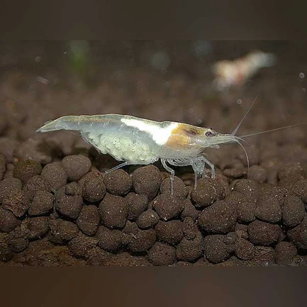 18-6-1.webp Snowball Shrimp