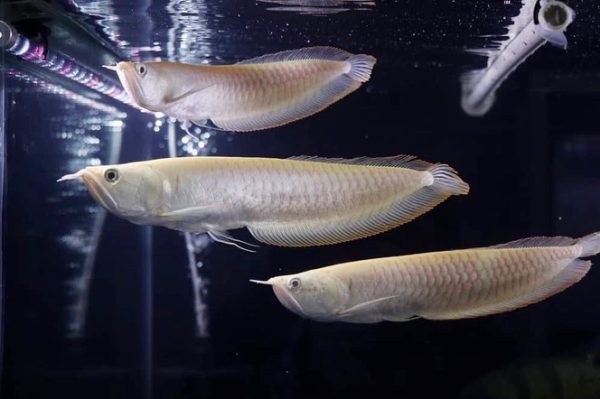 18.jpg Silver Arowana For Sale