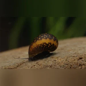 18-7-1.webp Red Onion Snail