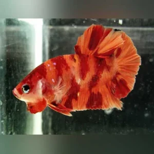 18-7.webp Koi Betta Round Tail Nemo