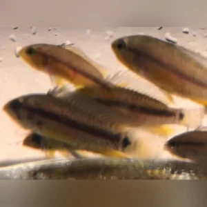 18-8.webp Apistogramma Juruensis Dwarf Cichlid