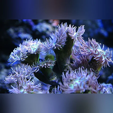 18.webp Duncan Coral