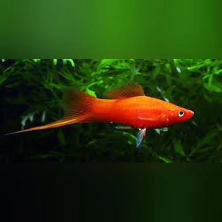 181.webp Red Velvet Swordtail