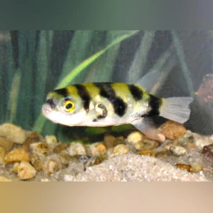 187.webp Amazon Puffer