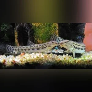 19-1.webp Siberian Spiny Loach