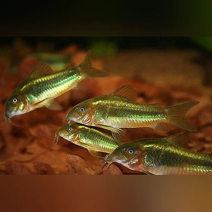 19-11.webp Green Laser Cory