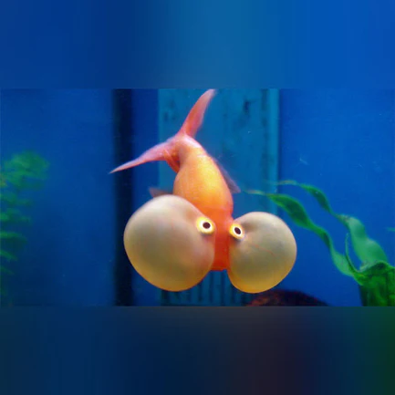 19-13.webp Red and White Bubble Eye Goldfish