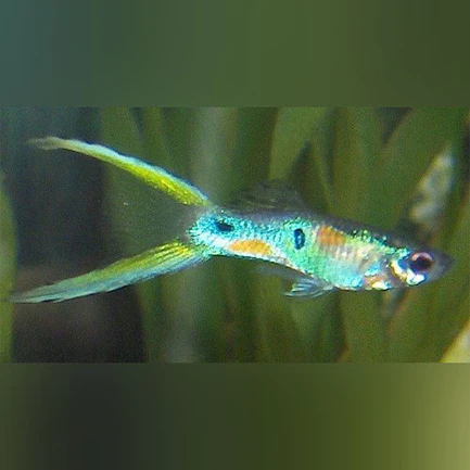 19-16.webp Green Lyretail Guppy (Pair)