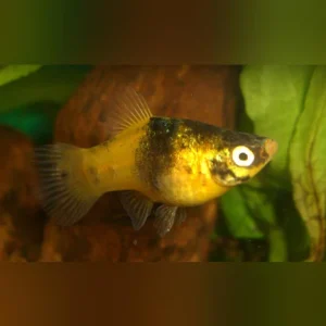 19-3-1.webp Bumblebee Platy